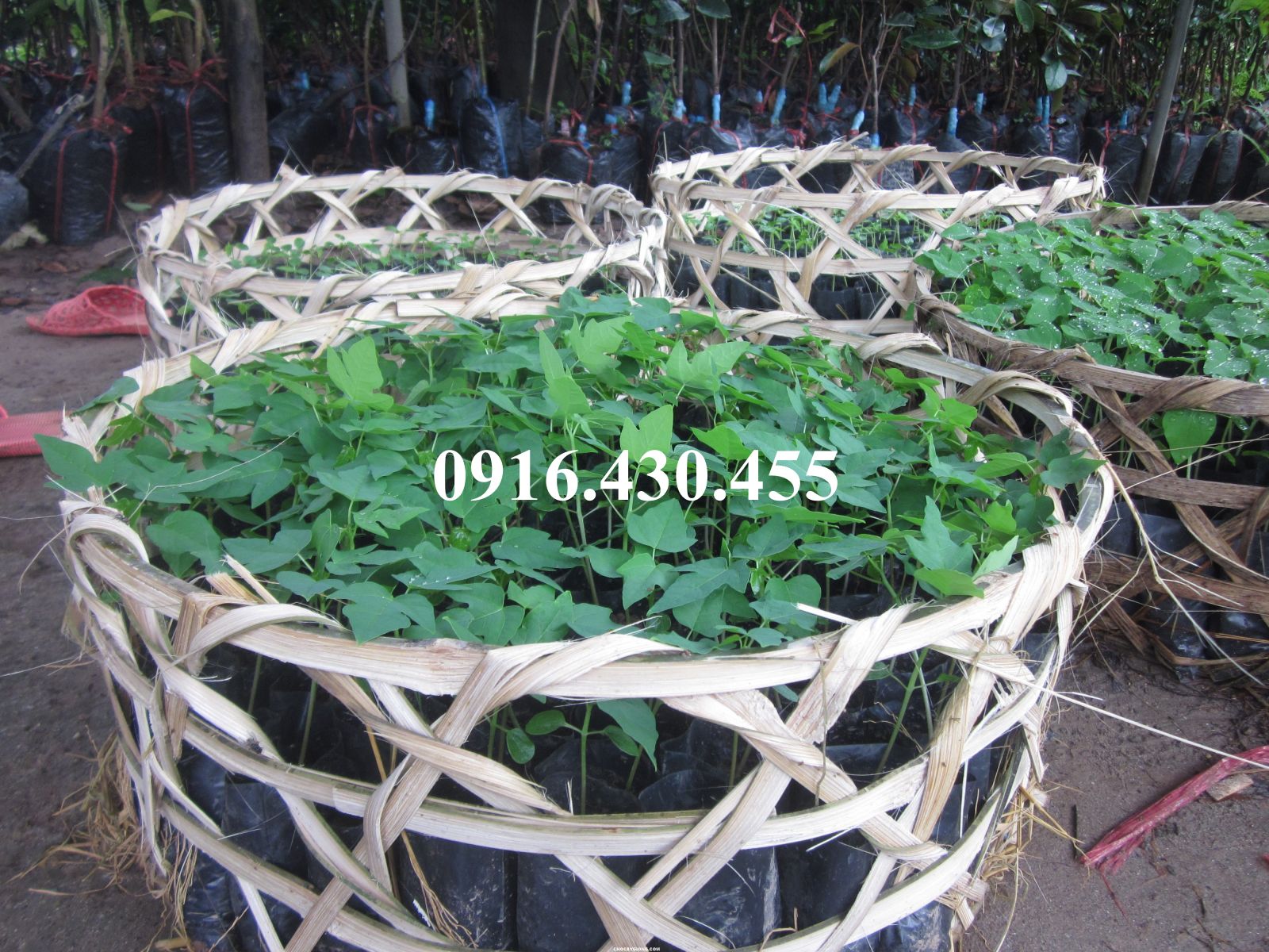 Cây giống đu đủ đài loan